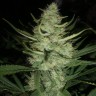 Качественные семена марихуаны Auto Gelato feminised Ganja Seeds Качественные семена марихуаны Auto Gelato feminised Ganja Seeds