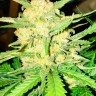 семена конопли для посадки купить Auto Gelato feminised Ganja Seeds семена конопли для посадки купить Auto Gelato feminised Ganja Seeds