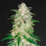 Семена марихуаны Auto Gelato feminised Ganja Seeds Семена марихуаны Auto Gelato feminised Ganja Seeds