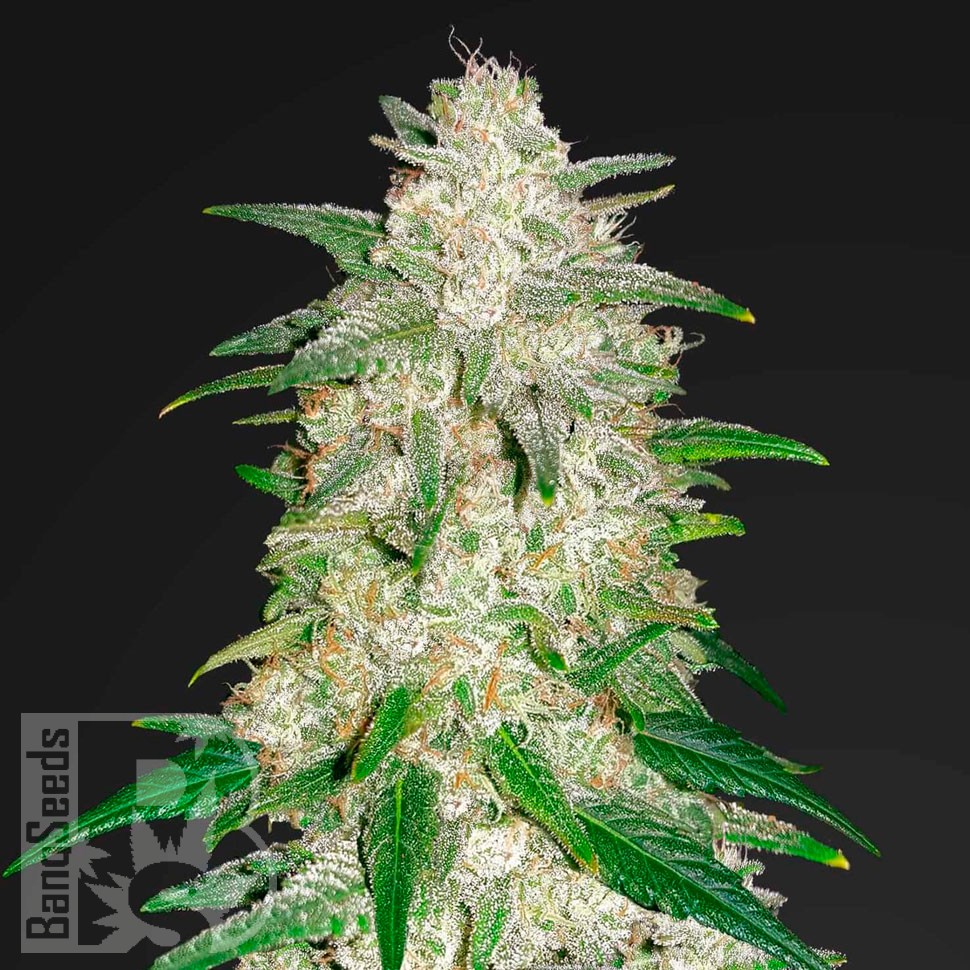 Семена каннабиса Auto Gelato feminised Ganja Seeds