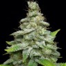 Hash Passion feminised Ganja Seeds Hash Passion feminised Ganja Seeds