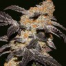 Hash Passion feminised Ganja Seeds Hash Passion feminised Ganja Seeds