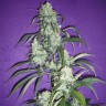 семена конопли Алма-Ата Black Widow regular Ganja Seeds семена конопли Алма-Ата Black Widow regular Ganja Seeds