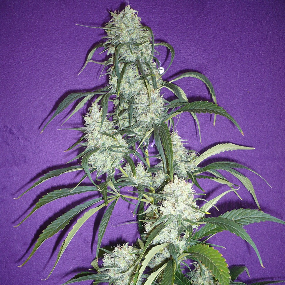 семена конопли Алма-Ата Black Widow regular Ganja Seeds семена конопли Алма-Ата Black Widow regular Ganja Seeds