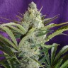 семена культурной конопли купить Black Widow regular Ganja Seeds семена культурной конопли купить Black Widow regular Ganja Seeds