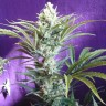 семена конопли для посадки купить Black Widow regular Ganja Seeds семена конопли для посадки купить Black Widow regular Ganja Seeds