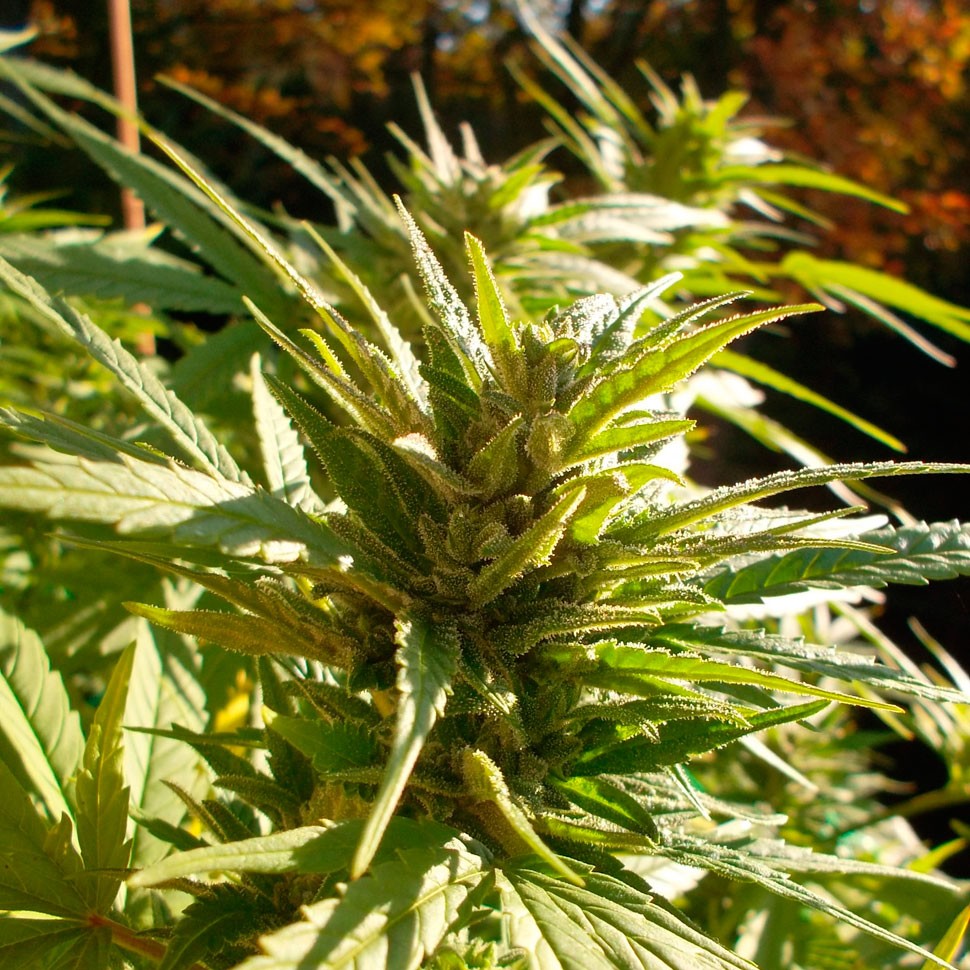 где заказать семена конопли Cheese feminised где заказать семена конопли Cheese feminised