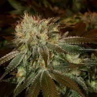 Cheese feminised Ganja Seeds