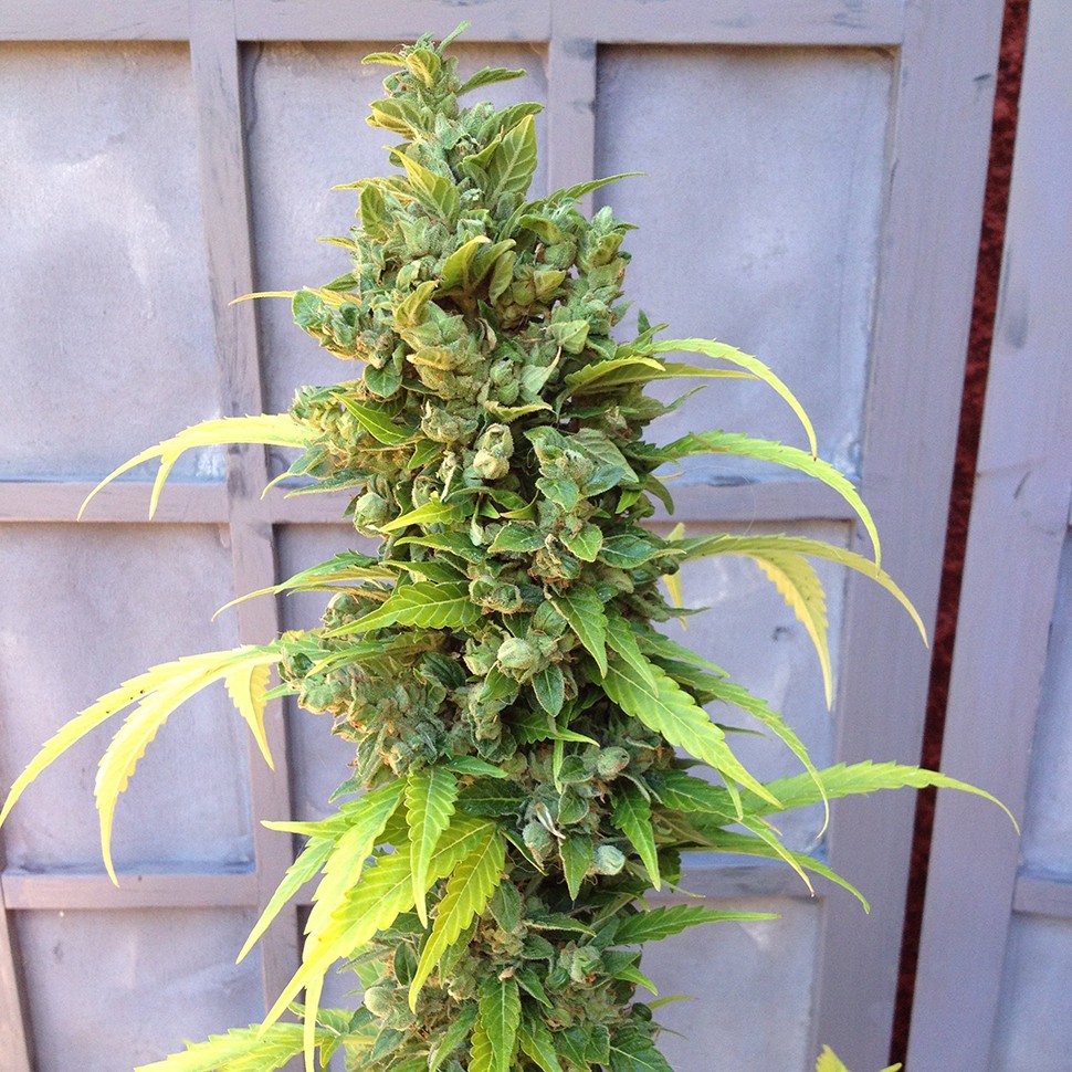 Семена конопли Auto Adonis feminised Bang Seeds