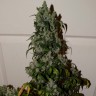 Семена конопли Auto Adonis feminised Bang Seeds Семена конопли Auto Adonis feminised Bang Seeds