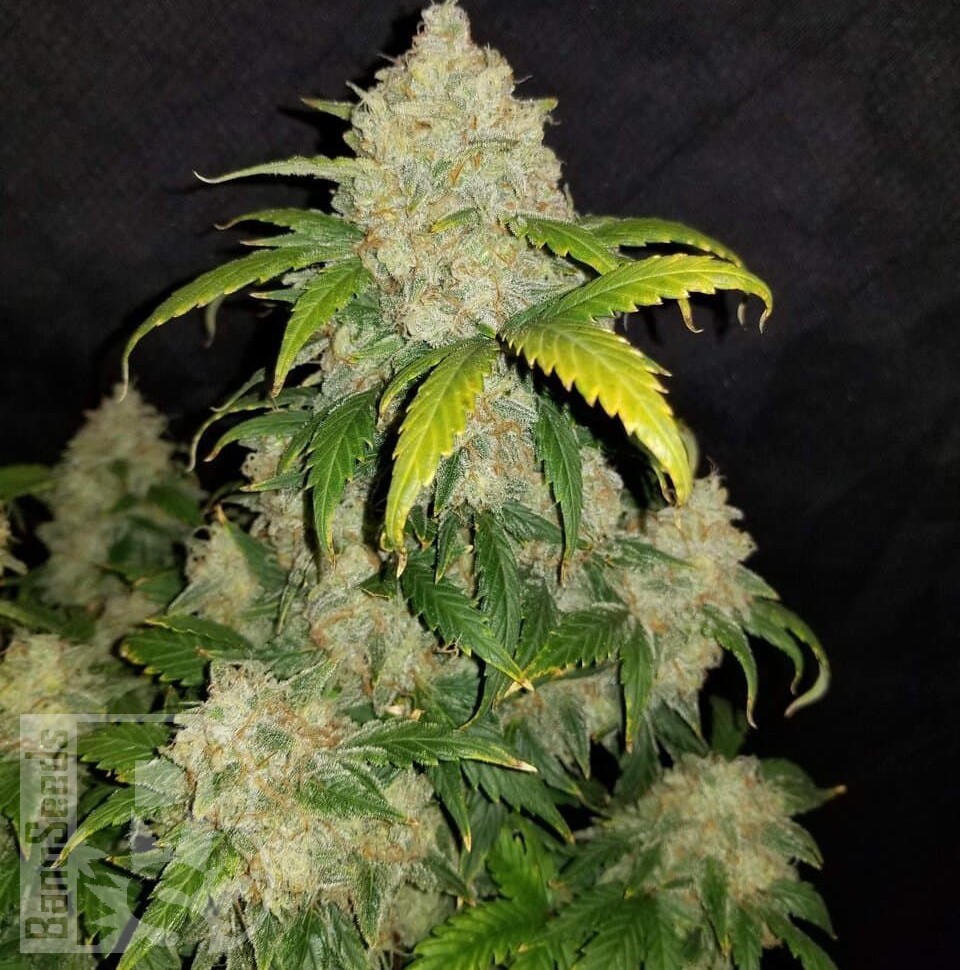 Семена конопли Auto Adonis feminised Bang Seeds Семена конопли Auto Adonis feminised Bang Seeds