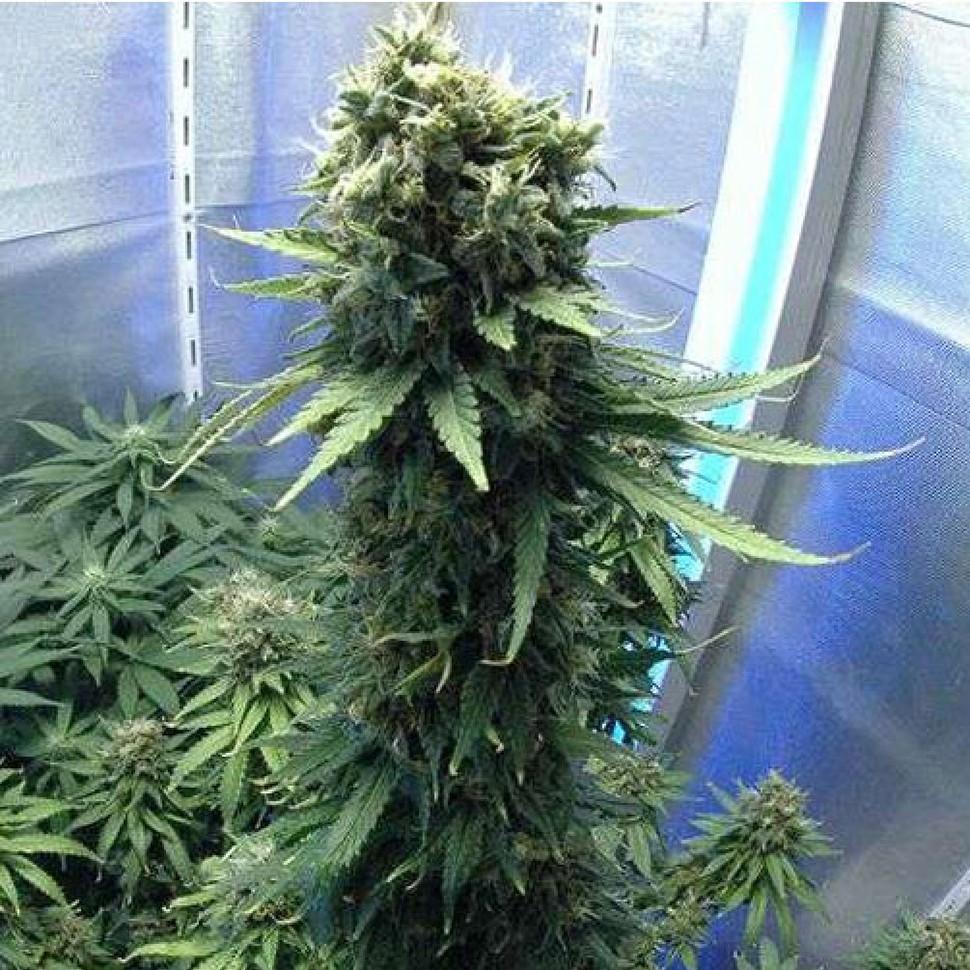 Семена Jasybay feminised Bang Seeds
