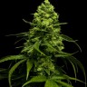 Семена Jasybay feminised Bang Seeds Семена Jasybay feminised Bang Seeds