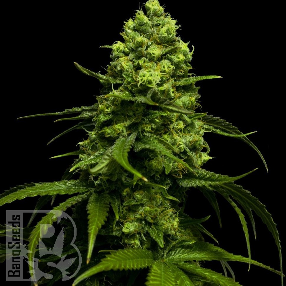 Семена Jasybay feminised Bang Seeds Семена Jasybay feminised Bang Seeds