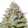 Семена марихуаны Blue Gelato 41 feminised Ganja Seeds Семена марихуаны Blue Gelato 41 feminised Ganja Seeds