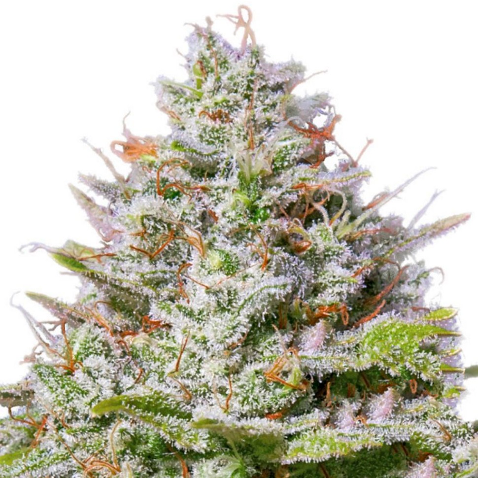 Семена марихуаны Blue Gelato 41 feminised Ganja Seeds Семена марихуаны Blue Gelato 41 feminised Ganja Seeds