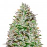 Семена конопли Blue Gelato 41 feminised Ganja Seeds Семена конопли Blue Gelato 41 feminised Ganja Seeds