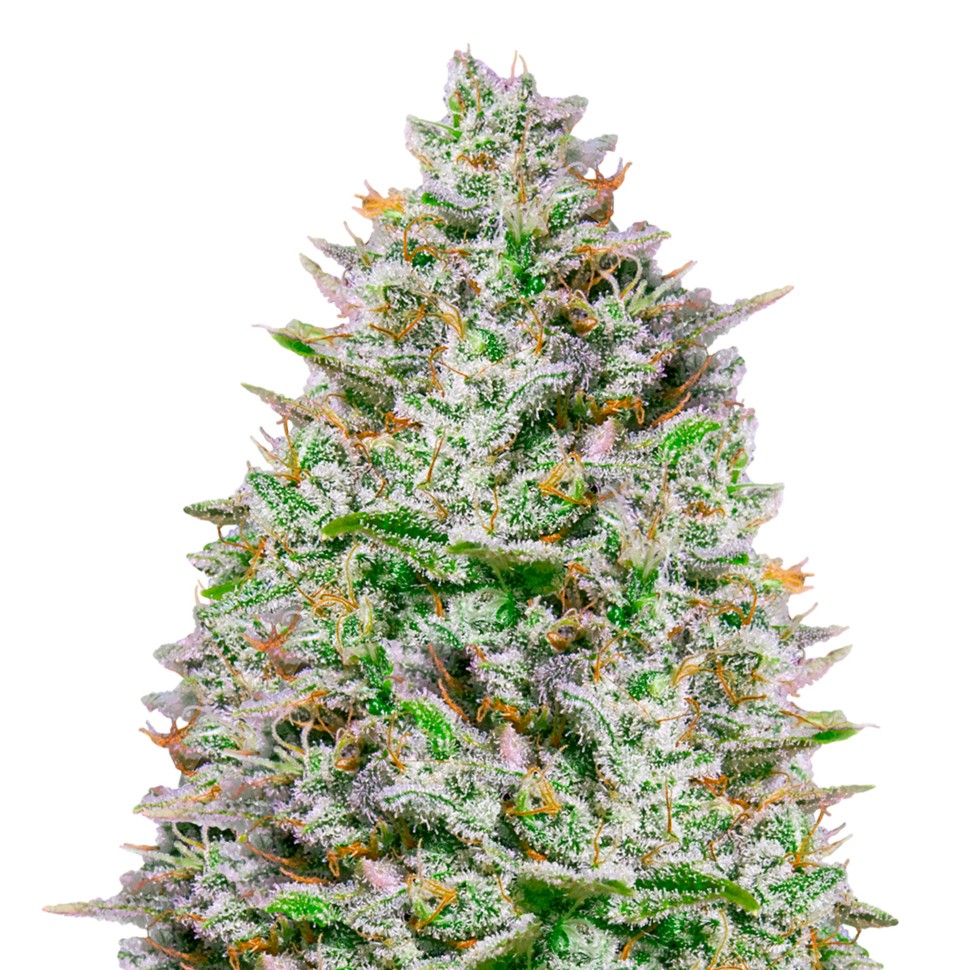 Семена конопли Blue Gelato 41 feminised Ganja Seeds Семена конопли Blue Gelato 41 feminised Ganja Seeds