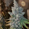 Семена марихуаны Blue Gelato 41 feminised Ganja Seeds Семена марихуаны Blue Gelato 41 feminised Ganja Seeds