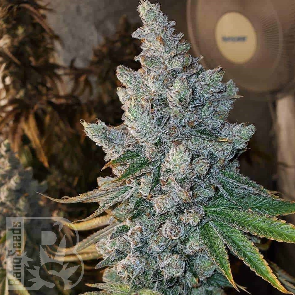 Семена марихуаны Blue Gelato 41 feminised Ganja Seeds Семена марихуаны Blue Gelato 41 feminised Ganja Seeds