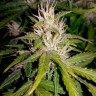 Недорогие семена конопли Auto Royal AK feminised Ganja Seeds Недорогие семена конопли Auto Royal AK feminised Ganja Seeds