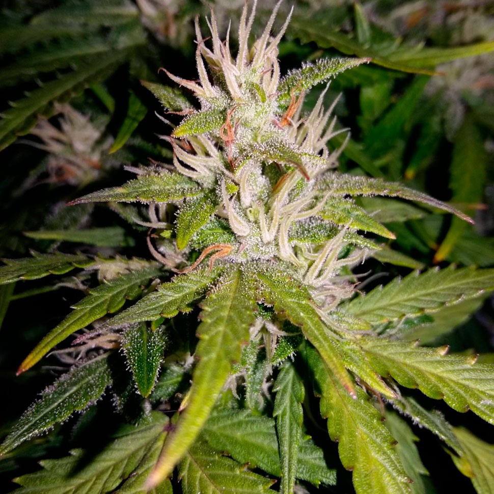 Недорогие семена конопли Auto Royal AK feminised Ganja Seeds Недорогие семена конопли Auto Royal AK feminised Ganja Seeds