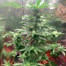 Качественные сорта конопли Auto Royal AK feminised Ganja Seeds Качественные сорта конопли Auto Royal AK feminised Ganja Seeds