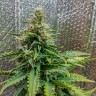 Семена марихуаны Auto Royal AK feminised Ganja Seeds Семена марихуаны Auto Royal AK feminised Ganja Seeds