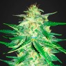 Автоцветущие сорта конопли Auto Royal AK feminised Ganja Seeds Автоцветущие сорта конопли Auto Royal AK feminised Ganja Seeds