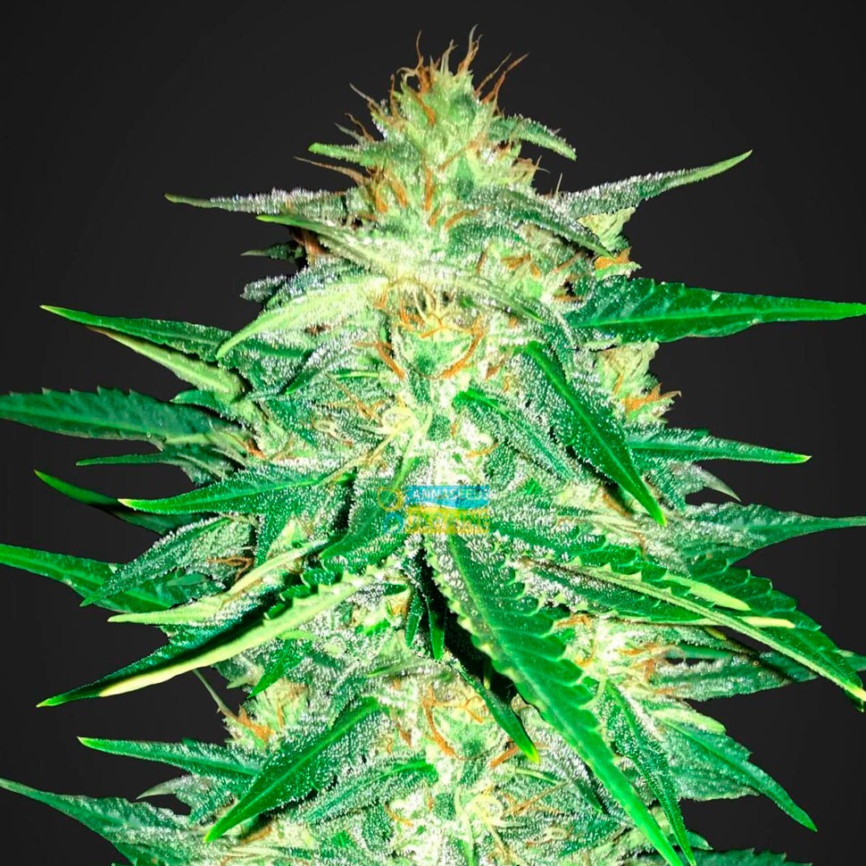 Автоцветущие сорта конопли Auto Royal AK feminised Ganja Seeds Автоцветущие сорта конопли Auto Royal AK feminised Ganja Seeds