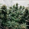 Семена конопли автоцветов Auto Royal AK feminised Ganja Seeds Семена конопли автоцветов Auto Royal AK feminised Ganja Seeds
