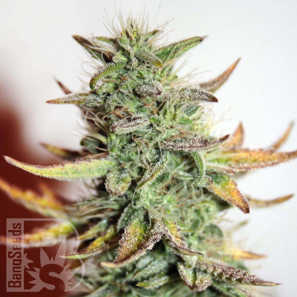 купить урожайные семена конопли Auto Great White feminised купить урожайные семена конопли Auto Great White feminised