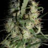 Hawaiian Snow feminised Ganja Seeds Hawaiian Snow feminised Ganja Seeds