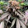 Hawaiian Snow feminised Ganja Seeds Hawaiian Snow feminised Ganja Seeds