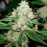 Семена конопли Hell's Angel OG feminised Ganja Seeds Семена конопли Hell's Angel OG feminised Ganja Seeds