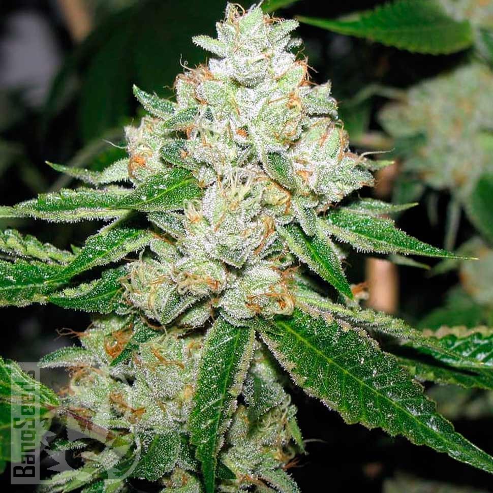 Семена конопли Hell's Angel OG feminised Ganja Seeds