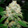 Семена конопли Hell's Angel OG feminised Ganja Seeds Семена конопли Hell's Angel OG feminised Ganja Seeds