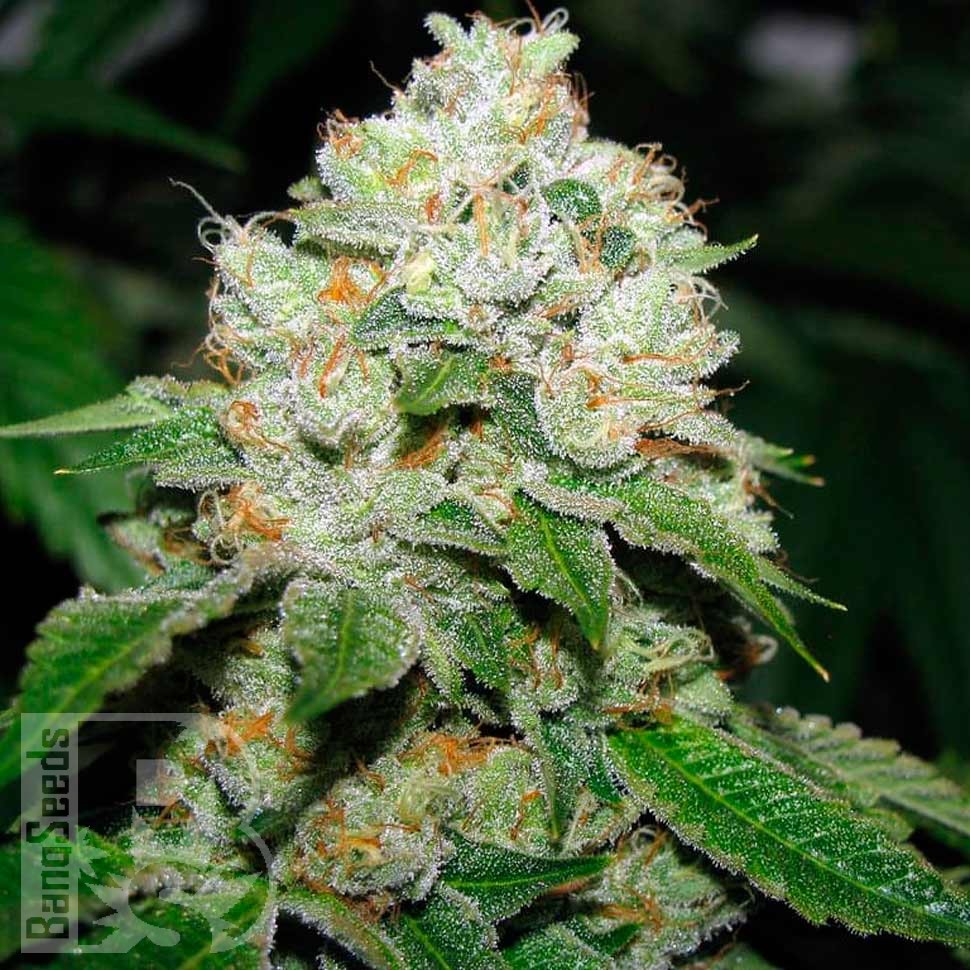 Семена конопли Hell's Angel OG feminised Ganja Seeds Семена конопли Hell's Angel OG feminised Ganja Seeds