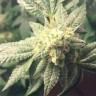 Семена конопли Hell's Angel OG feminised Ganja Seeds Семена конопли Hell's Angel OG feminised Ganja Seeds