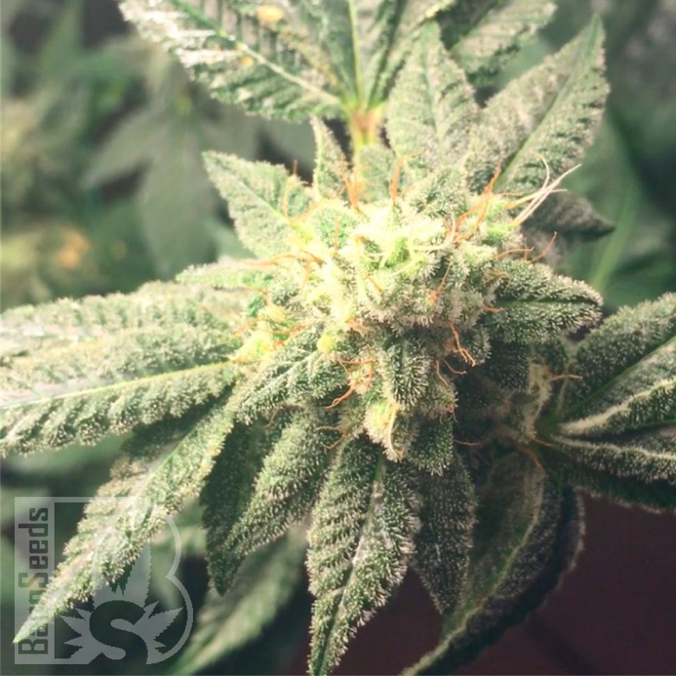 Семена конопли Hell's Angel OG feminised Ganja Seeds Семена конопли Hell's Angel OG feminised Ganja Seeds