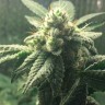 Семена конопли Hell's Angel OG feminised Ganja Seeds Семена конопли Hell's Angel OG feminised Ganja Seeds