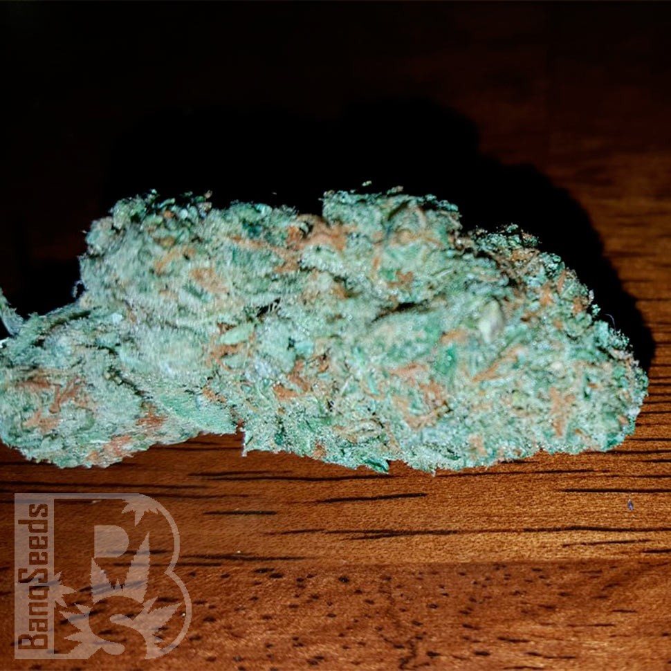 Семена конопли Hell's Angel OG feminised Ganja Seeds Семена конопли Hell's Angel OG feminised Ganja Seeds