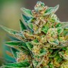 Семена конопли Hell's Angel OG feminised Ganja Seeds Семена конопли Hell's Angel OG feminised Ganja Seeds