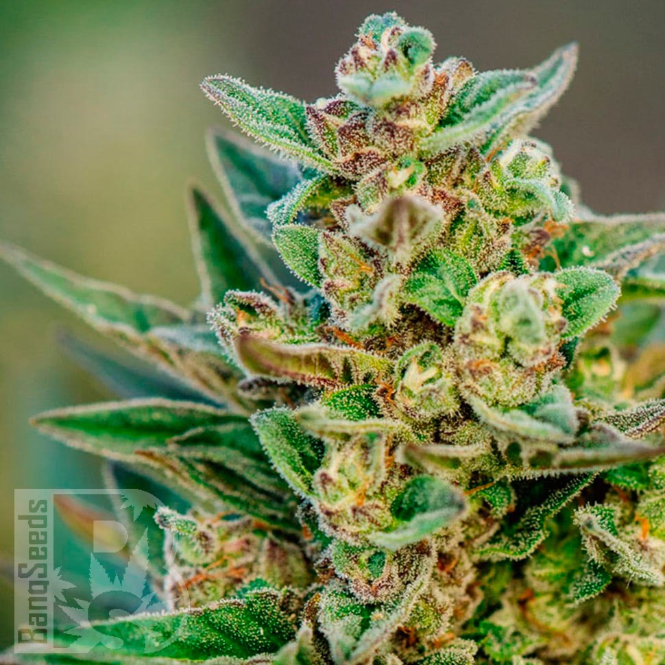 Семена конопли Hell's Angel OG feminised Ganja Seeds Семена конопли Hell's Angel OG feminised Ganja Seeds