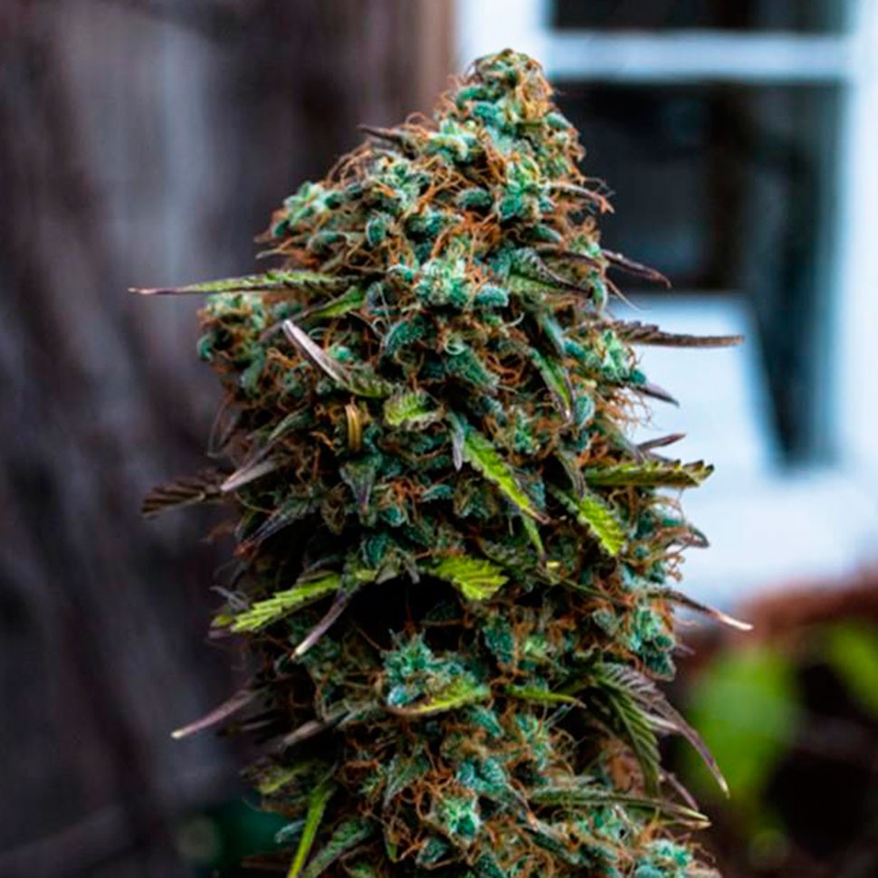 Семена Cheese regular Ganja Seeds