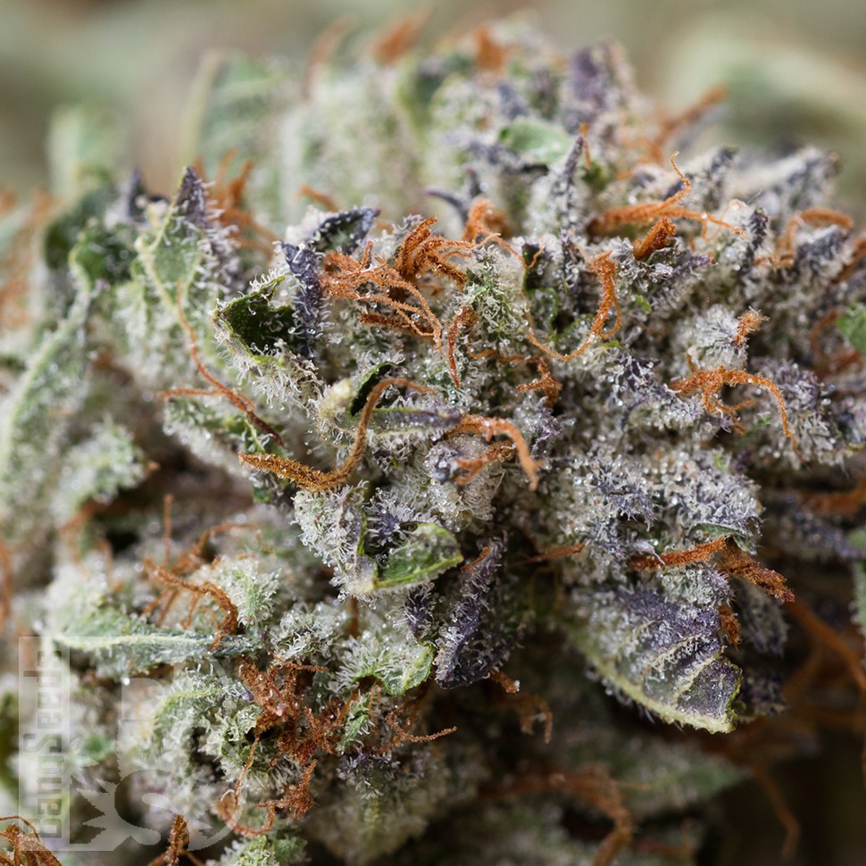 купить семена конопли феминизированные Chill OM feminised купить семена конопли феминизированные Chill OM feminised