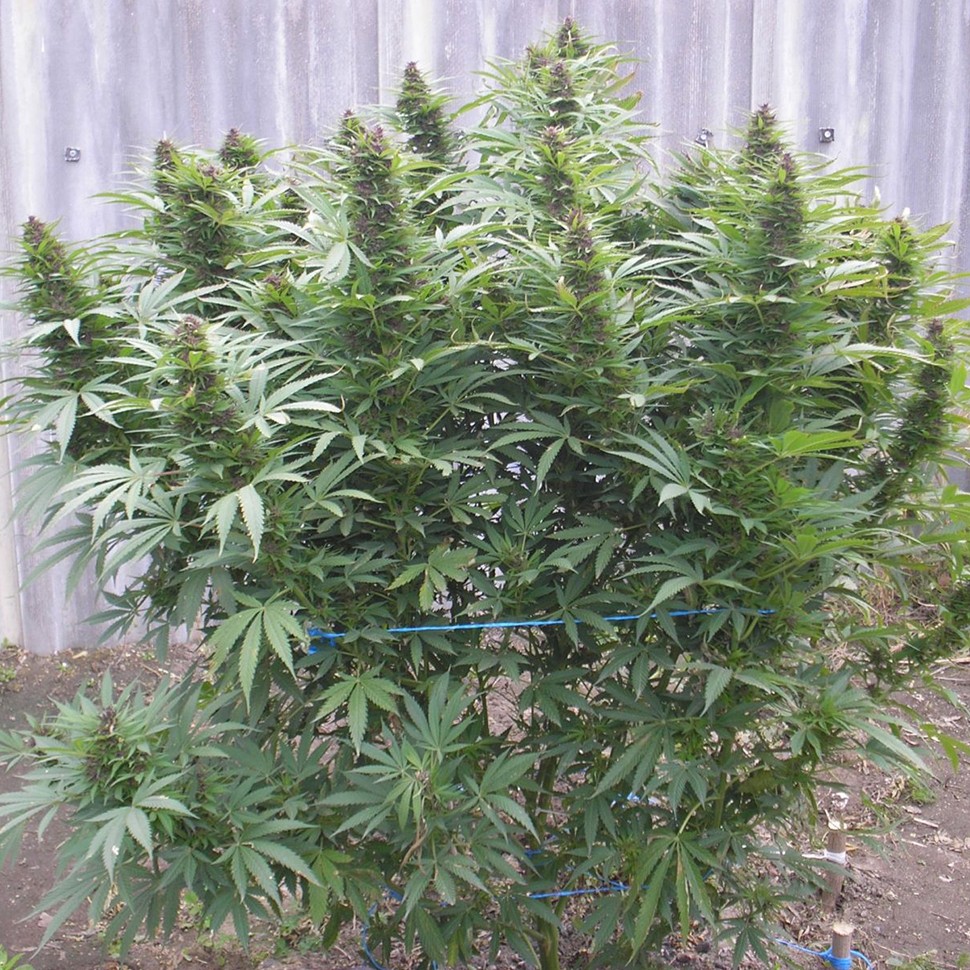 купить семена конопли в фирменной упаковке Chill OM feminised купить семена конопли в фирменной упаковке Chill OM feminised