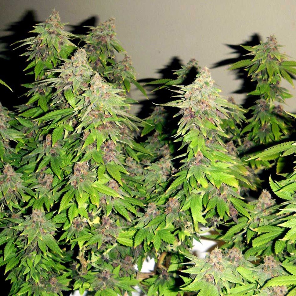 купить семена конопли дешево Chill OM feminised купить семена конопли дешево Chill OM feminised