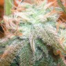 купить семена конопли аутдор Chill OM feminised купить семена конопли аутдор Chill OM feminised