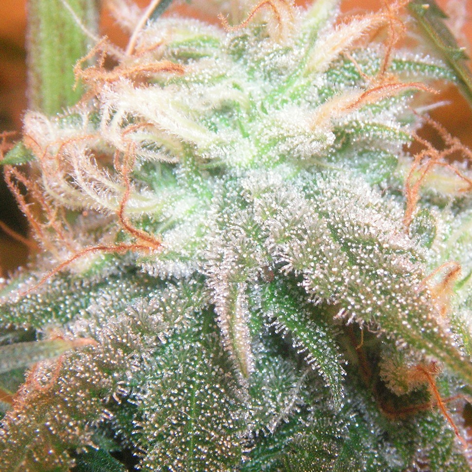 купить семена конопли аутдор Chill OM feminised купить семена конопли аутдор Chill OM feminised